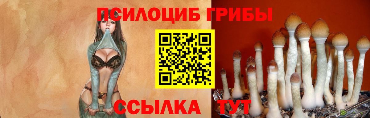 Галлюциногенные грибы Psilocybine cubensis Фрязино